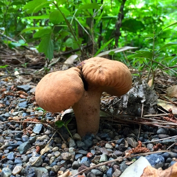 Eiketsu Baba Fungi 07