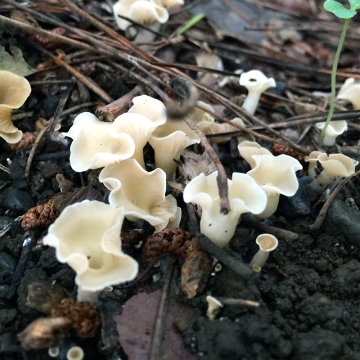Eiketsu Baba Fungi 12