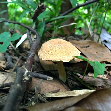 Eiketsu Baba Fungi 19