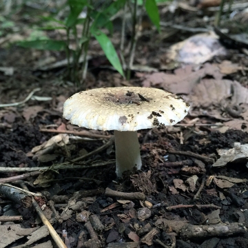 Eiketsu Baba Fungi 21