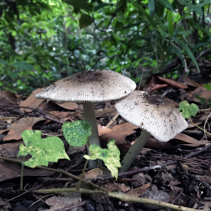Eiketsu Baba Fungi 29